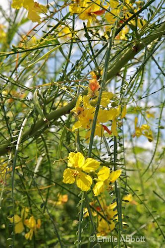 Flowers of Mexican Palo Verde