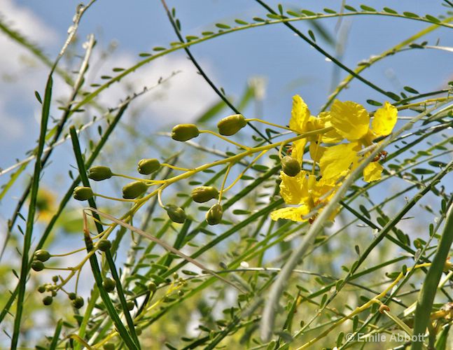 Flower and drooping branches and pods