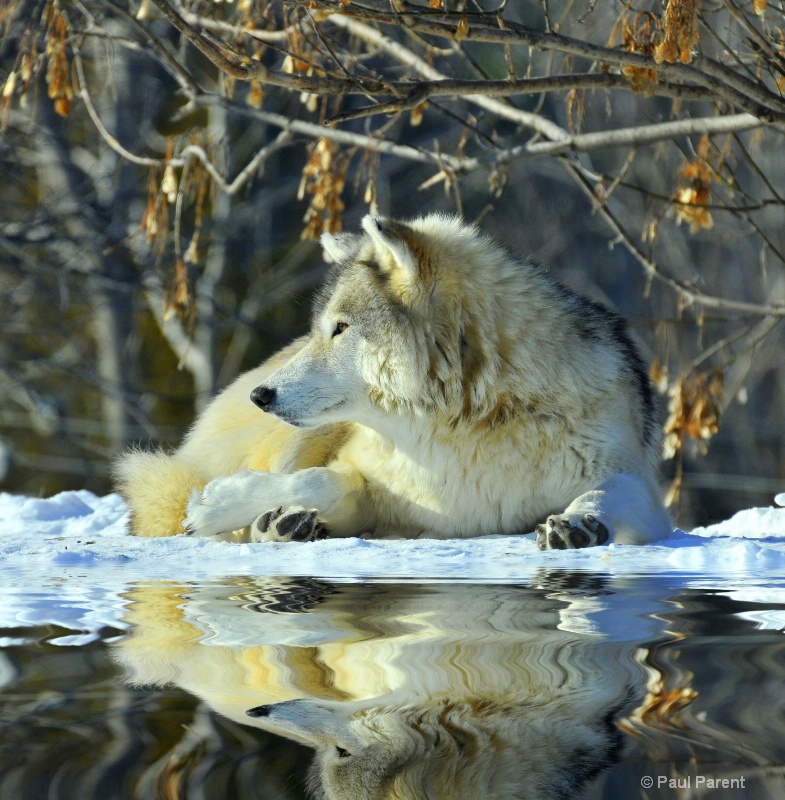 Water Wolf