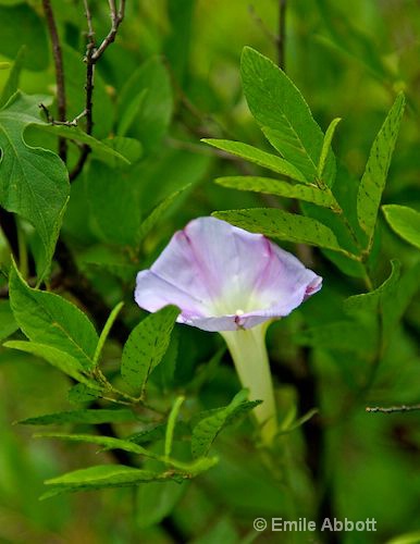 Morning Glory Bloom