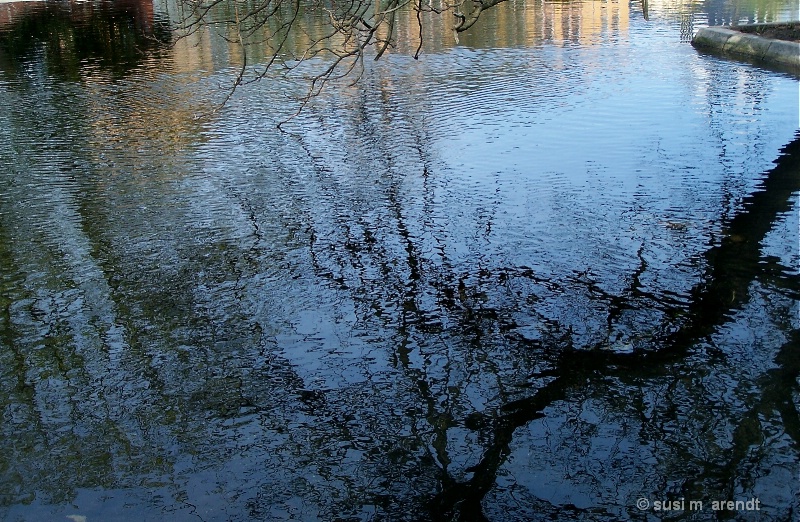 Trees in the Water