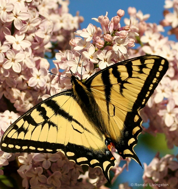 Yellow Fellow