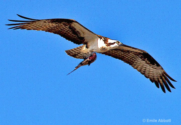 Osprey with his fish