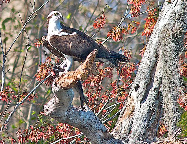 Osprey with fish at Lake Woodruff