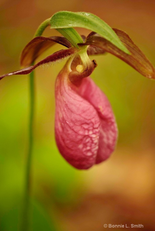 lady s slipper