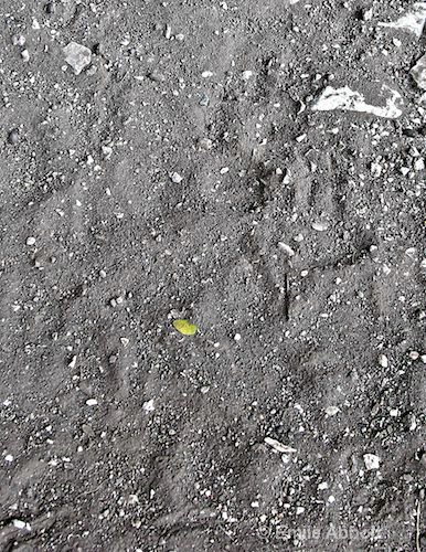 Close up of Mountain Lion paw prints