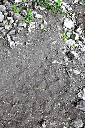 Panther or Mountain Lion paw prints in bed