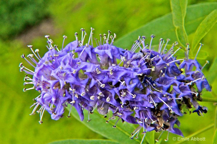 Vitex  "No bugs allowed"