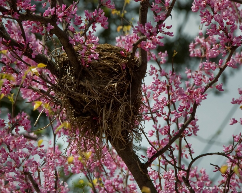 Bird's nest among the Red Bud blossoms
