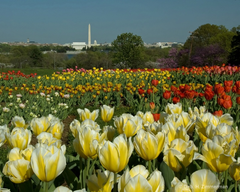 DC from the Carillon in bloom