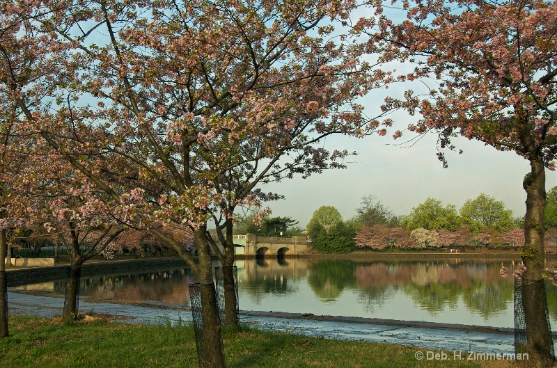 Morning glow on the blooming Tidal Basin