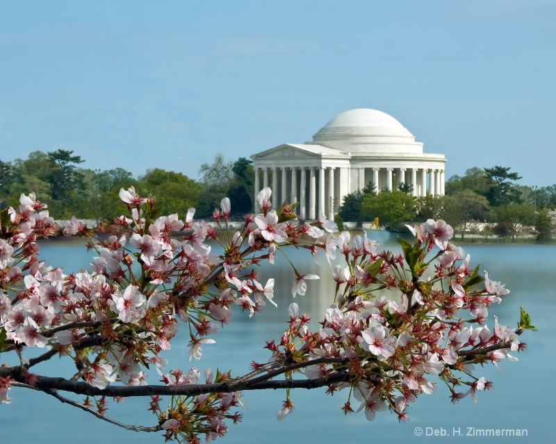 Cherry blossoms and the Jefferson