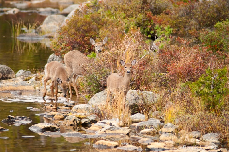 doe with twins