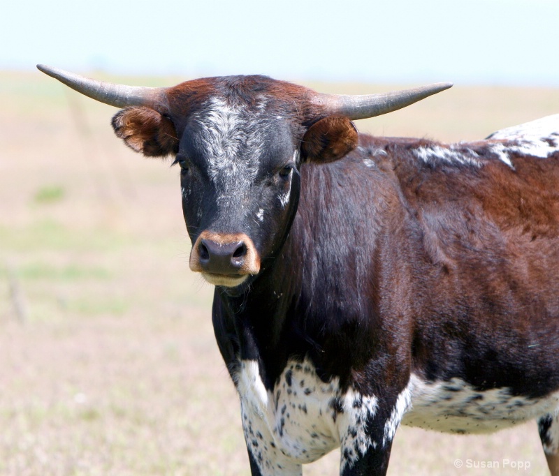 Young Longhorn