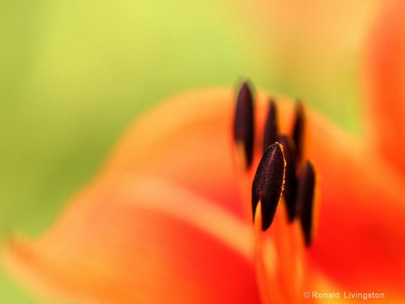 Stamen