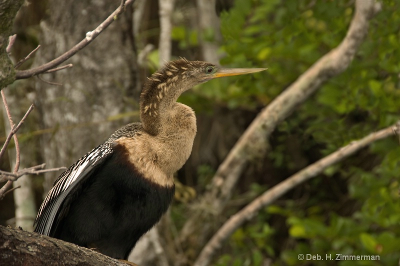 All branches lead to the Breeding Anhinga