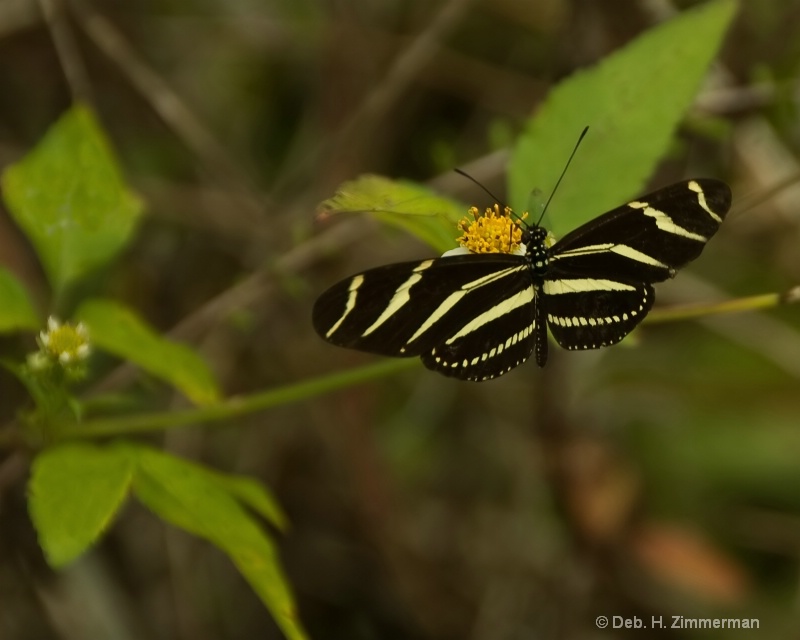 Zebra butterfly in the Loxahatchee