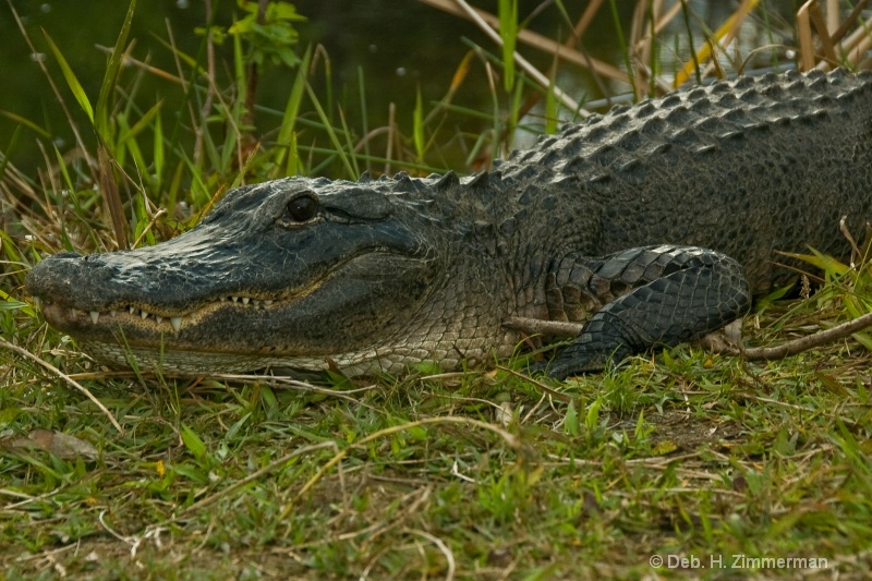 Loop Rd. alligator close-up