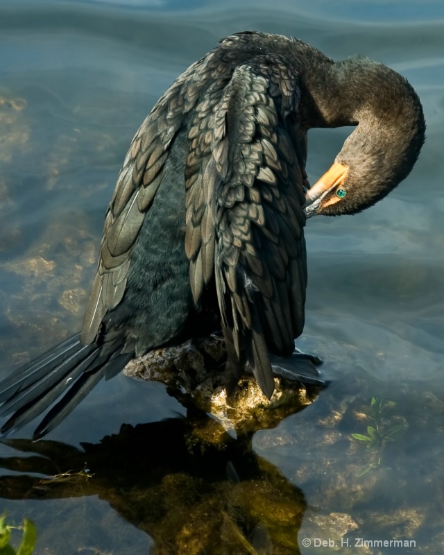 Double-Crested Cormorant Preens