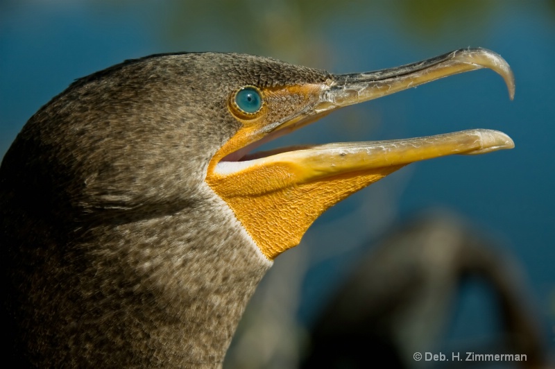 Head shot of a Double Crested Cormorant