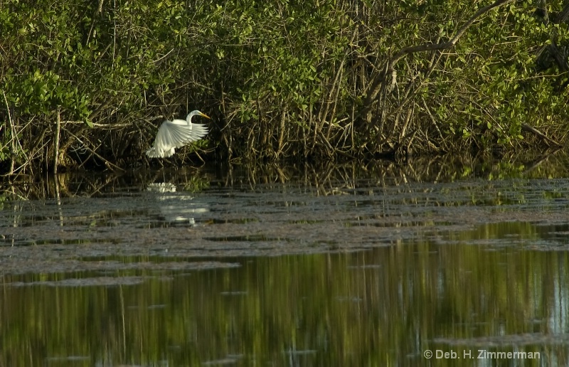 Great White Egret lands at Mrazek Pond