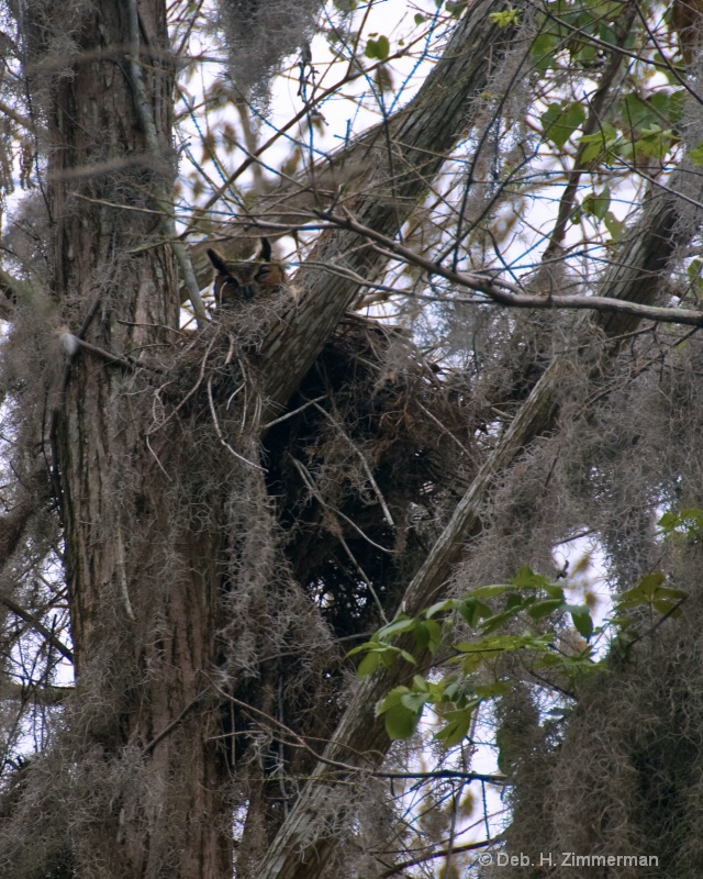 Mamma's in the nest