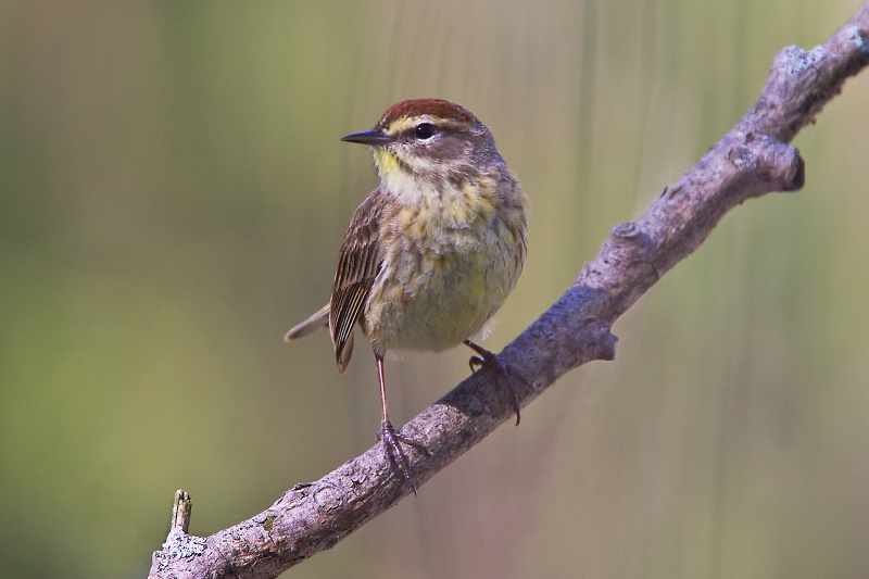 Palm Warbler