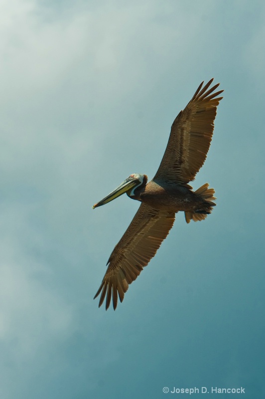 d700 10952 Soaring Pelican