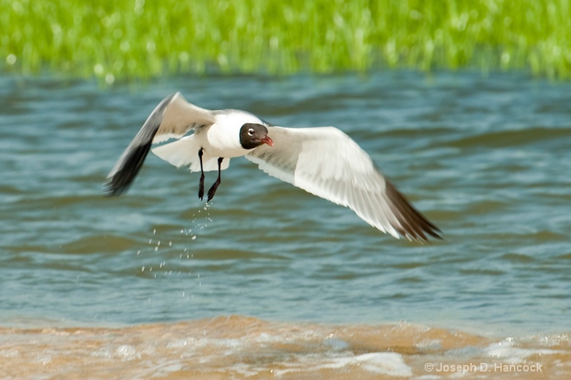 d700 11243 Laughing Gull