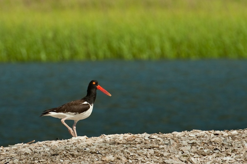 d700 11292 Oyster Catcher