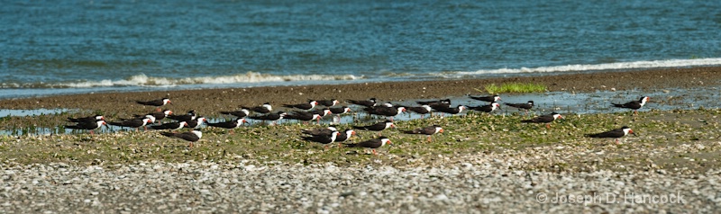 d700 11390 March of the Skimmers