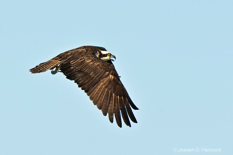 d700 11505 Osprey