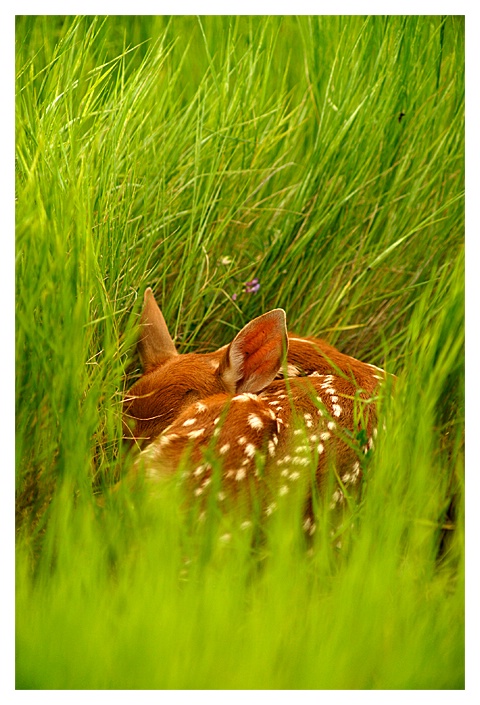 Fawn in Grass, Ross Creek Natural Area