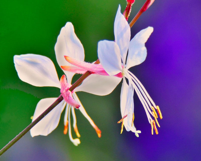 White Flowers