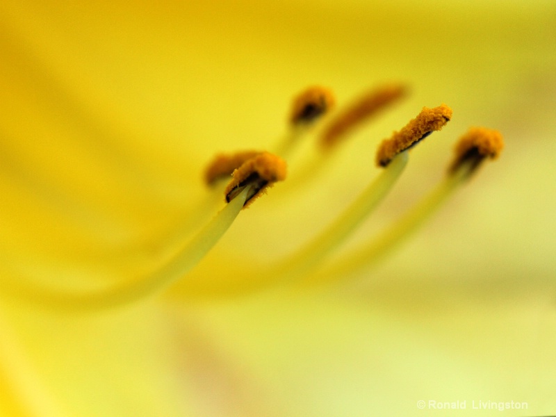 Daylily Stamen