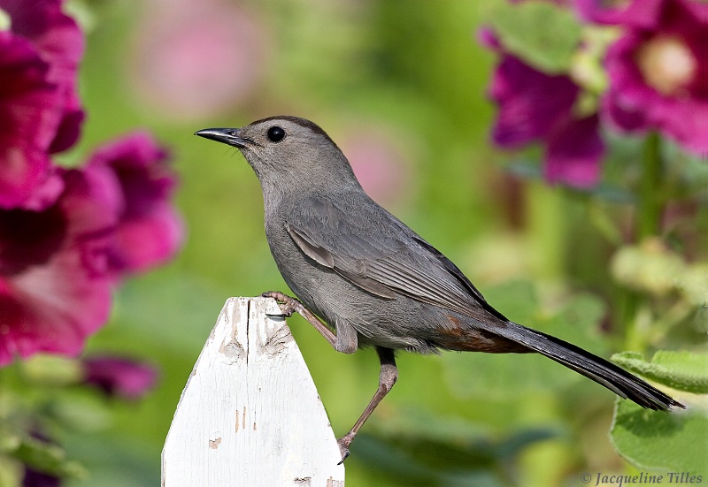 Gray Catbird