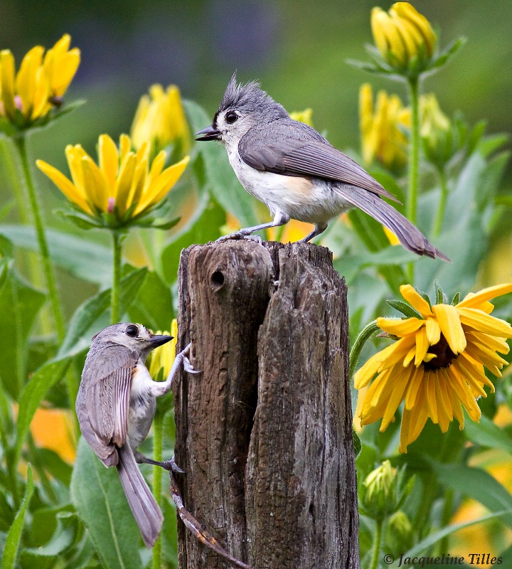 Mom & Baby Tufted Titmouse