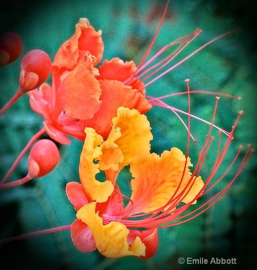 Mexican Red Bird of Paradise