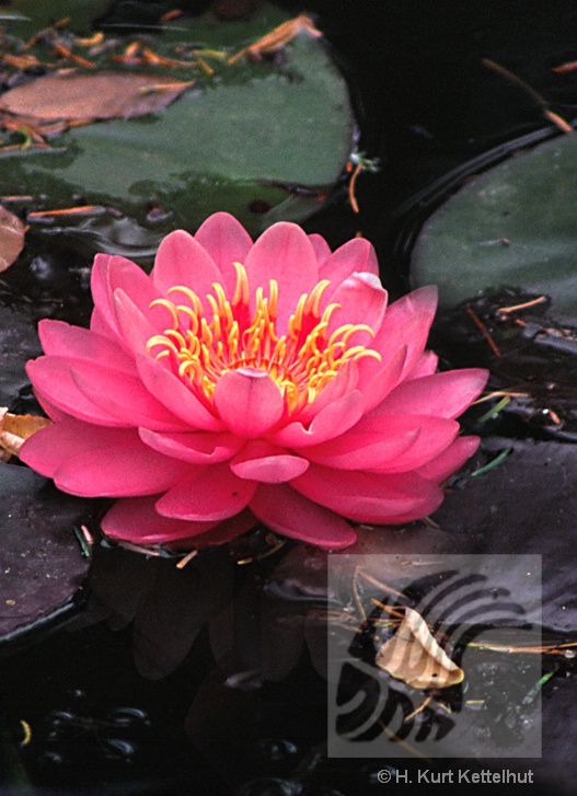 sookewaterlily1