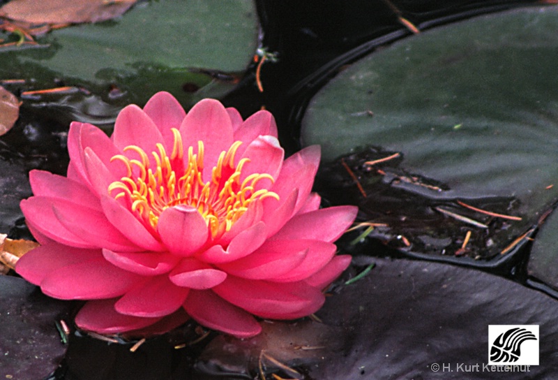sookewaterlily2