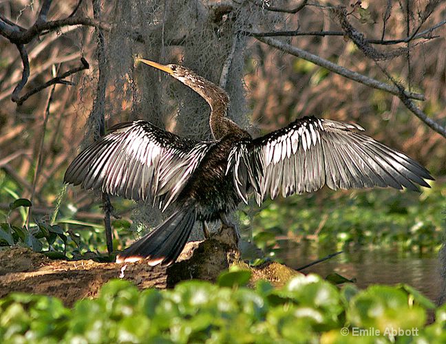 Anhinga