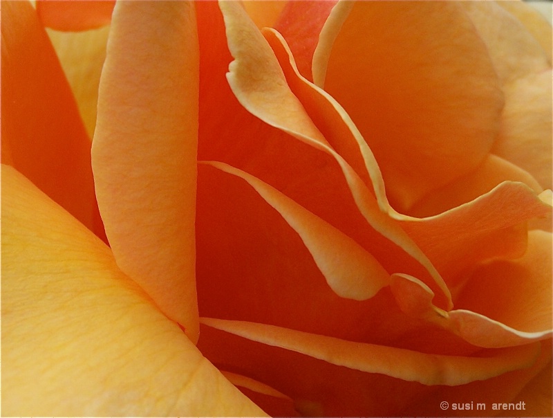 Rose Garden Close Up:  Three
