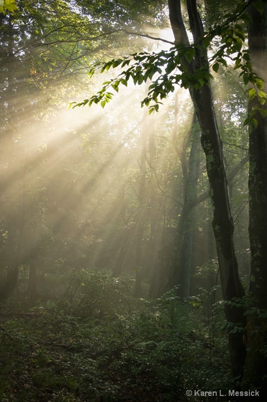 Forest Light