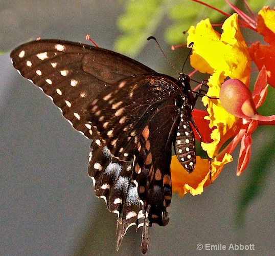 Two Tail Swallowtail on Caesalpinia