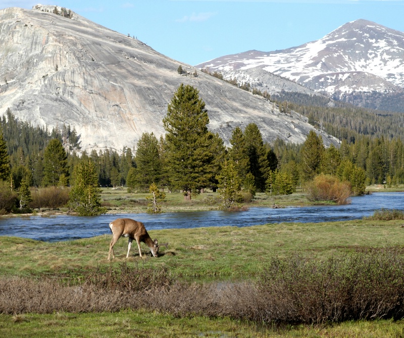 Deer at Tuolumne Meadows