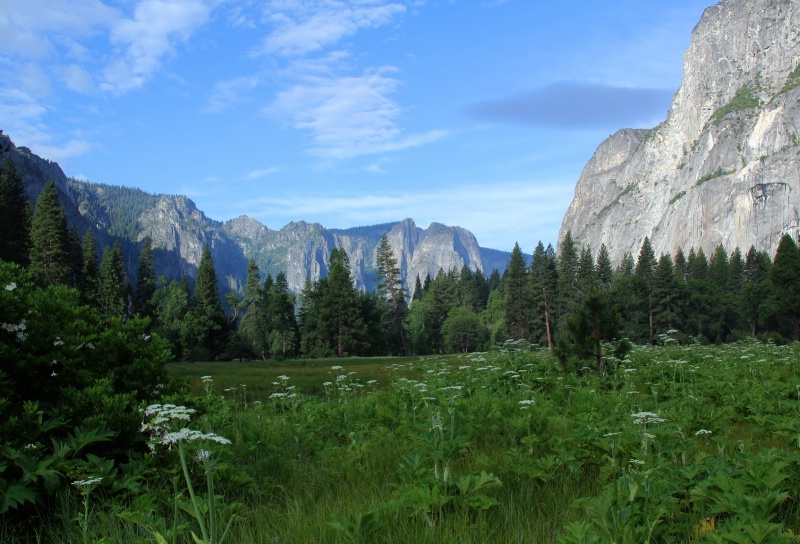 Cook's Meadow with Cow Parsnips