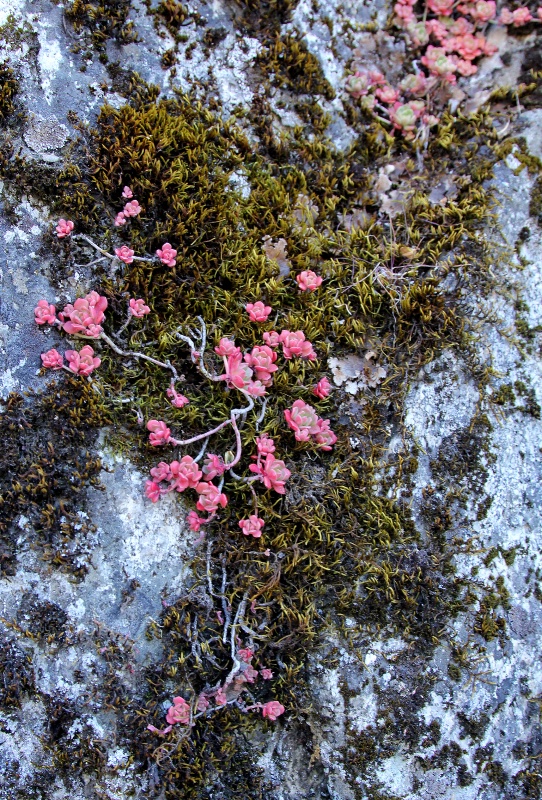 Hetch Hetchy Flowers