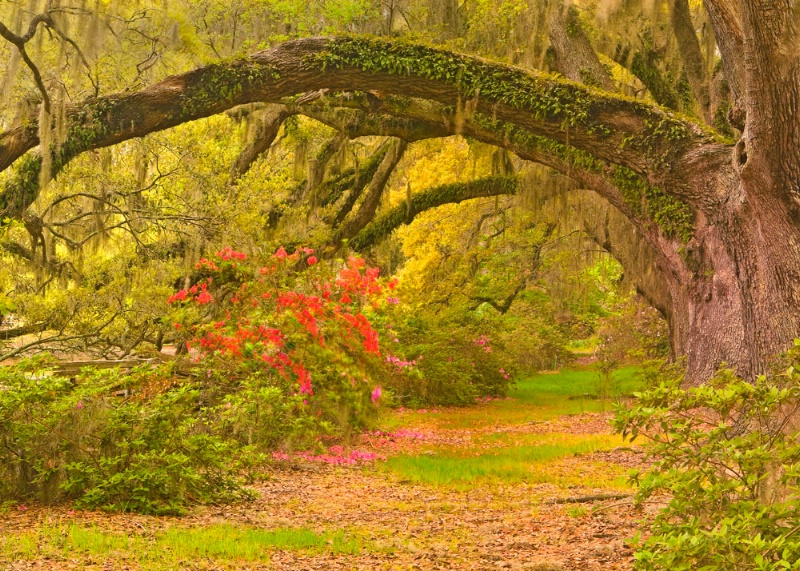 Live Oak Tree