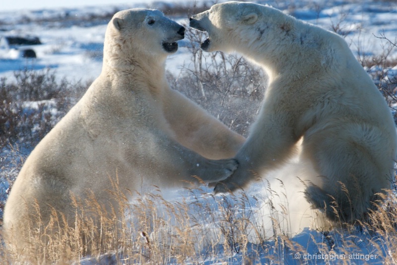 DSC_7911 Polar bears play fightind