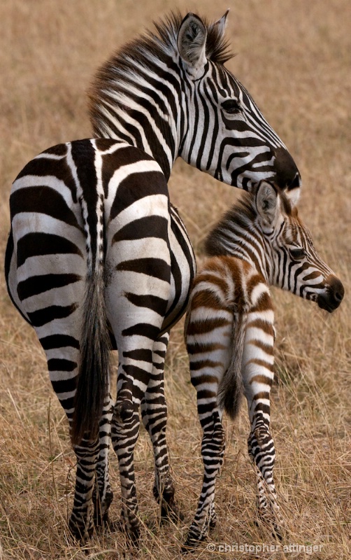 DSC_7845 Zebra mother and her colt